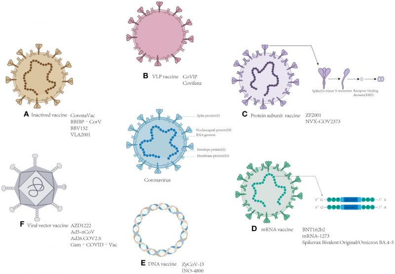 El equipo de investigación, formado por expertos de varias instituciones de renombre, llevó a cabo un amplio estudio para desarrollar este notable anticuerpo. Analizaron meticulosamente la estructura y el comportamiento del coronavirus, centrándose en sus picos proteicos que le permiten entrar e infectar las células humanas. Gracias a su investigación, pudieron identificar una combinación específica de anticuerpos capaz de neutralizar eficazmente todas las variantes conocidas del virus.