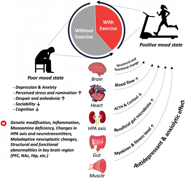 Según un estudio reciente publicado en el Journal of Alternative and Complementary Medicine, practicar yoga con regularidad puede reducir significativamente los síntomas de la depresión y la ansiedad. Esta práctica milenaria no sólo mejora la fuerza física y la flexibilidad, sino que también repercute positivamente en el bienestar mental.