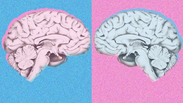 Test: ¿tu cerebro es masculino o femenino?