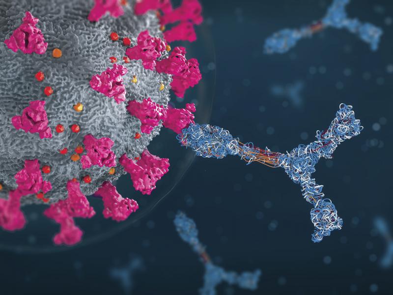 Además, los científicos están estudiando el papel de células inmunitarias específicas, como las células T y B, en la generación de una respuesta inmunitaria robusta contra el virus. Estas células inmunitarias desempeñan un papel crucial en el reconocimiento y la neutralización de patógenos, y comprender su papel en la superinmunidad podría aportar información valiosa para el desarrollo de vacunas y terapias eficaces.