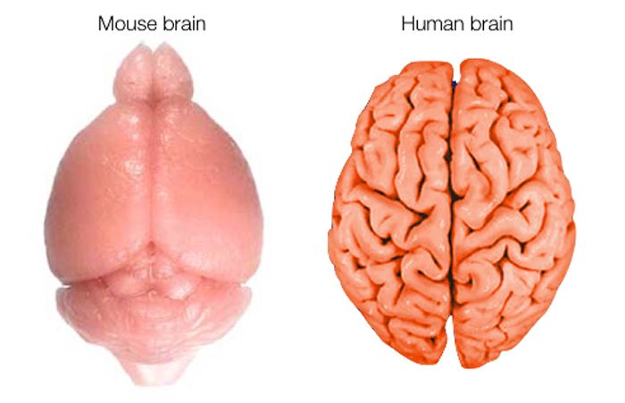 Los científicos han descubierto diferencias en la función cerebral entre el cerebro de las mujeres y el de los hombres (con la ayuda de ratones)