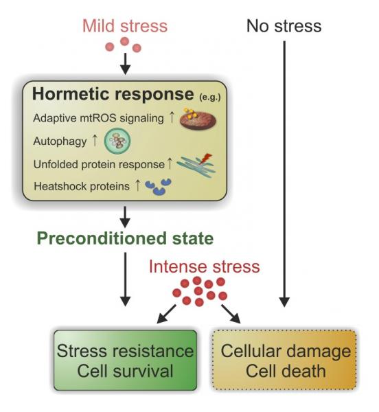Las causas del estrés