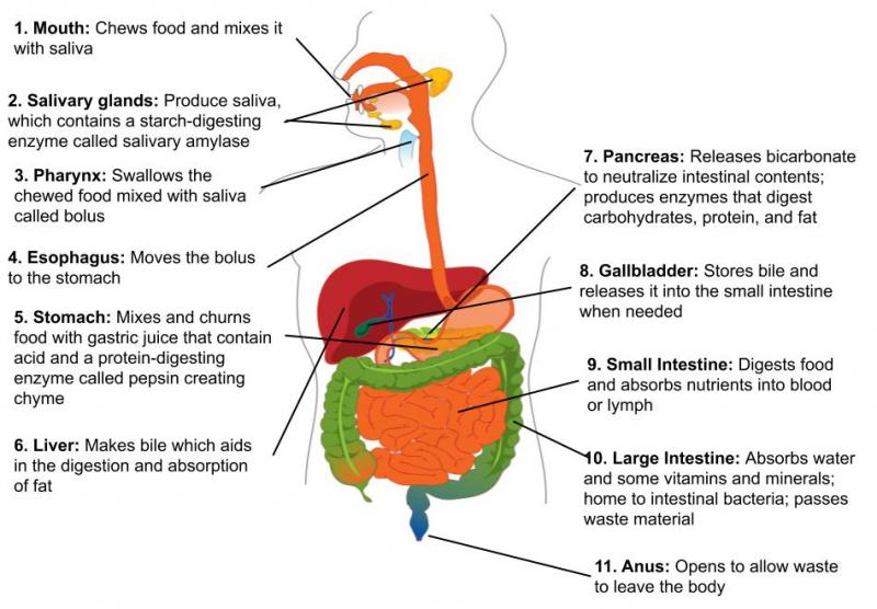 Nuestro cuerpo es una fábrica de producción de energía