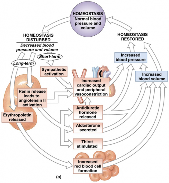 Efectos sobre la salud cardiovascular