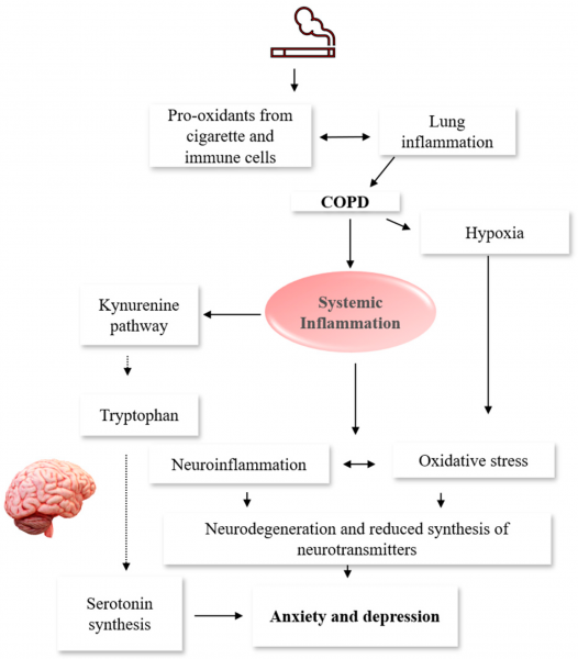 Los estudios han demostrado que los ácidos grasos omega-3 poseen potentes propiedades antiinflamatorias. La inflamación es un factor clave de muchas enfermedades pulmonares crónicas, como el asma, la enfermedad pulmonar obstructiva crónica (EPOC) y el cáncer de pulmón. Al reducir la inflamación, los omega-3 pueden ayudar a aliviar los síntomas y ralentizar la progresión de estas enfermedades.