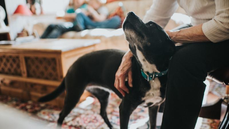 Los resultados de este estudio subrayan la importancia de las mascotas en la vida de las personas mayores. No sólo ofrecen compañía y apoyo emocional, sino que también pueden aportar beneficios cognitivos tangibles. Así que si está pensando en tener un animal de compañía, no se trate sólo del amor y la alegría que le aportan: también pueden ayudarle a mantener la memoria ágil a medida que envejece.