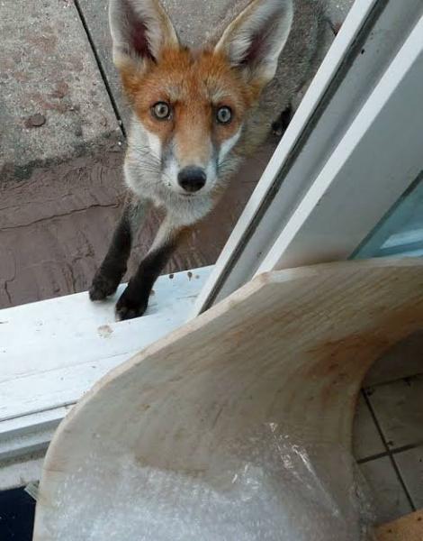 Qué hacer si usted o su mascota sufren una mordedura