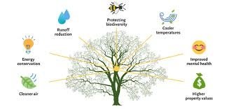 Propiedades útiles de los árboles y cómo utilizarlas