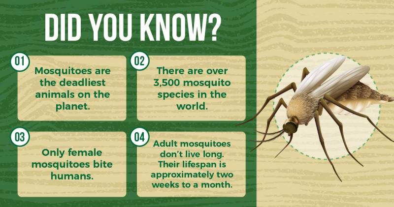 ¿Cómo salvarse de los mosquitos?