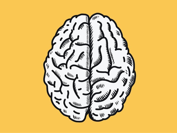Desarrollo del hemisferio izquierdo del cerebro: por qué es necesario y qué hacer para obtener resultados