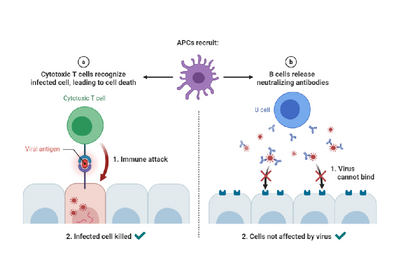 Aunque los anticuerpos desempeñan un papel crucial en la neutralización del virus y la prevención de la reinfección, los científicos han descubierto que nuestra respuesta inmunitaria celular es igualmente importante. Se ha descubierto que ciertos tipos de células inmunitarias, como las células T y las células asesinas naturales (NK), poseen potentes capacidades antivirales y pueden proporcionar una protección duradera contra el COVID-19.