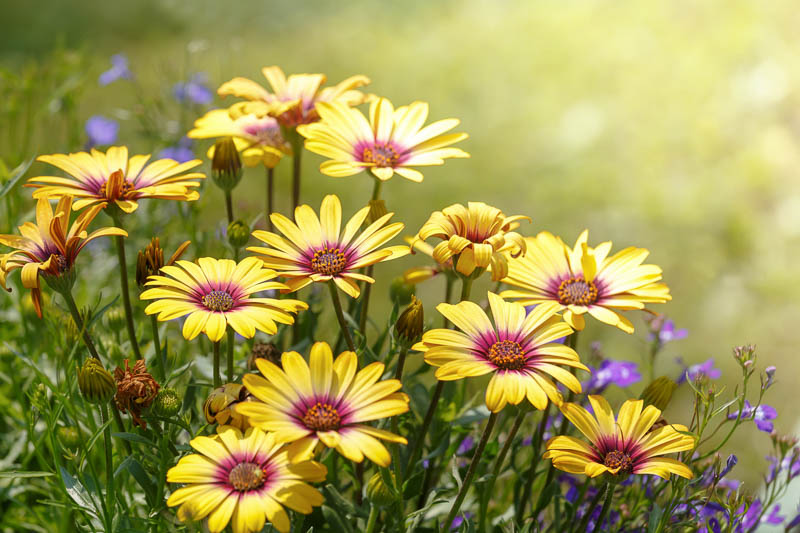 Si crees que las flores tienen su propia energía y simbolismo, quizá te interese saber qué flores encajan con la energía de tu nombre. Al igual que cada flor tiene su propio significado, los diferentes nombres también pueden transmitir vibraciones y cualidades distintas. Explorando las cualidades asociadas a ciertas flores y sus significados correspondientes, puedes descubrir qué flores se alinean con la energía de tu nombre.