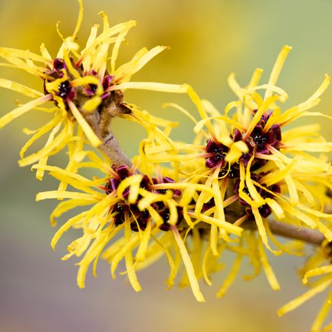 Gamamelis: qué es esta planta