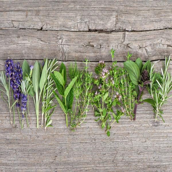 herbs-plants-gettyimages-88-5487503