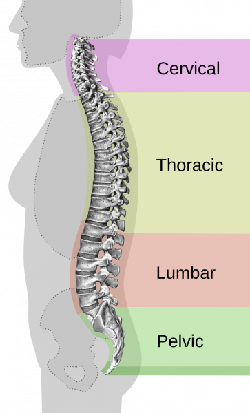 1200px-spinal_column_curvature-en-svg_-7927948