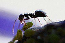 220px-ant_receives_honeydew_from_aphid-7564775