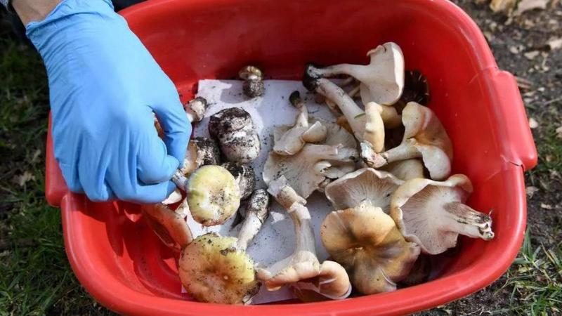 mushroom-poison-deaths-how-did-3-people-die-after-family-lunch-in-australia-what-are-death-cap-mushrooms-know-about-the-mysterious-tragedy-here-7435563