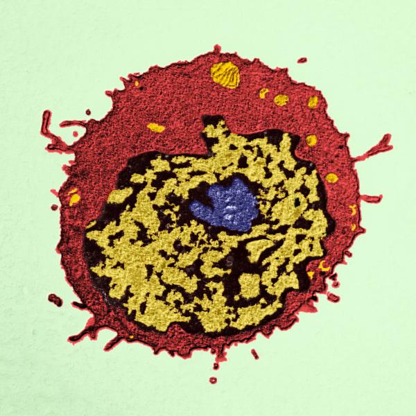 Melhor do que anticorpos: cientistas descobriram quais células são protetoras mais fortes contra a covidae