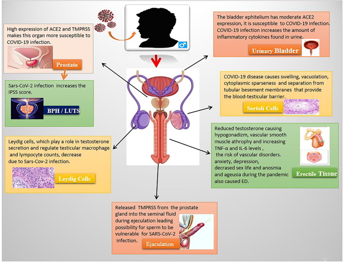 À luz dessas descobertas, é fundamental que os profissionais de saúde estejam cientes desse possível efeito colateral e que os pacientes do sexo masculino procurem atendimento médico se sentirem qualquer alteração em seus órgãos genitais após uma infecção por Covid-19. Além disso, são necessárias mais pesquisas para entender melhor as implicações de longo prazo e os possíveis tratamentos para esse efeito colateral angustiante do vírus.