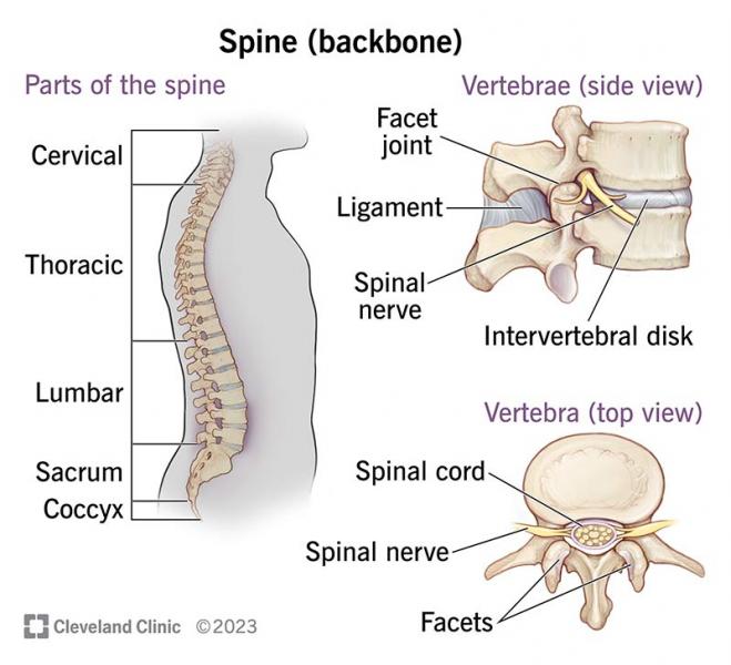 1. A coluna vertebral é o núcleo do nosso corpo