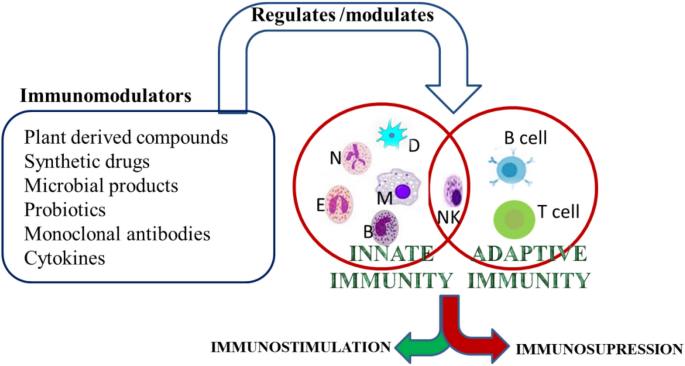 Como os imunomoduladores diferem dos imunoestimulantes