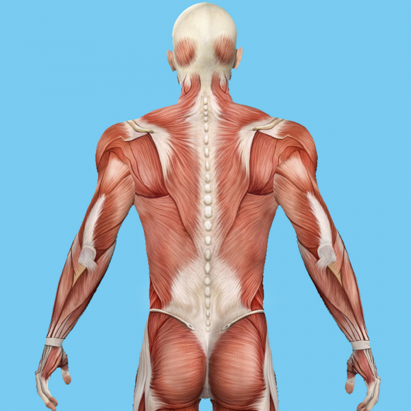 Tratamento da dor nas costas: ginástica de acordo com Bubnovsky