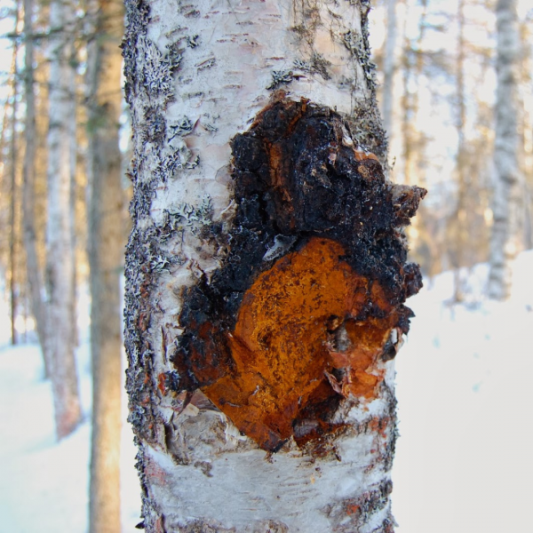 Chaga: propriedades medicinais