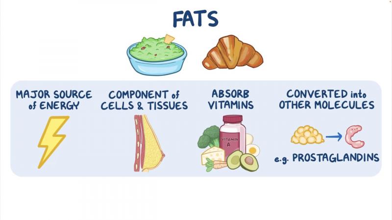 Proteínas, gorduras, carboidratos: por que é perigoso eliminar algo da sua dieta