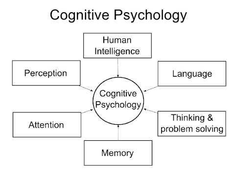 O impacto da psicologia cognitiva