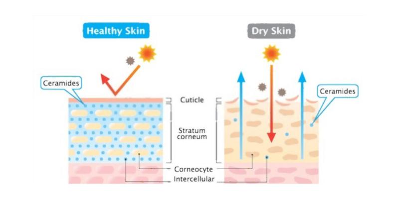 O que há por dentro: ceramidas em cosméticos e como elas funcionam