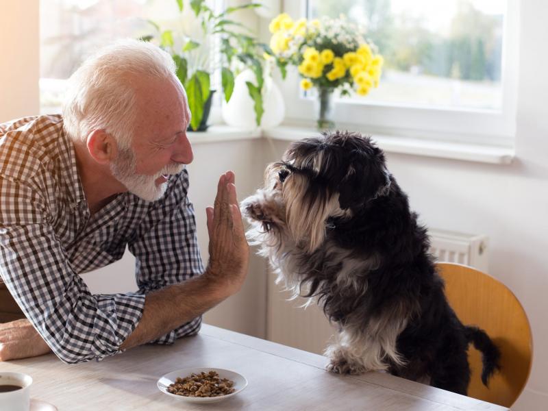 Muitos estudos já demonstraram o efeito positivo que os animais de estimação podem ter sobre o bem-estar e a saúde mental de seus donos. Agora, um novo estudo sugere que ter um animal de estimação também pode retardar o declínio da memória em adultos mais velhos.