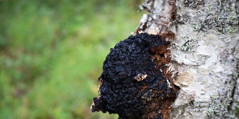 Da árvore para um chá medicinal: chaga da casca da bétula (aplicação, benefícios e receitas)