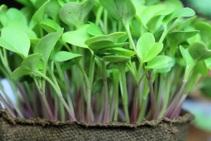 undefinedPor outro lado, os legumes há muito tempo são elogiados por seus benefícios para a perda de peso. Sejam verduras folhosas, como espinafre e couve, ou vegetais crucíferos, como brócolis e couve-flor, a incorporação desses alimentos de baixa caloria e ricos em fibras em suas refeições pode fazer uma diferença significativa em sua jornada de perda de peso. Os vegetais não são apenas baixos em calorias, mas também ricos em água, o que ajuda a aumentar a saciedade e a reduzir a ingestão geral de calorias.