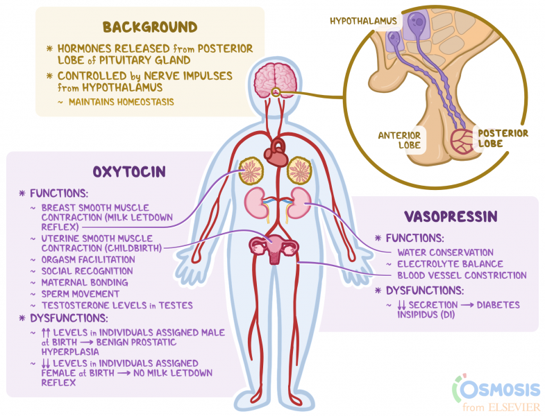 Ciclos menstruais irregulares 