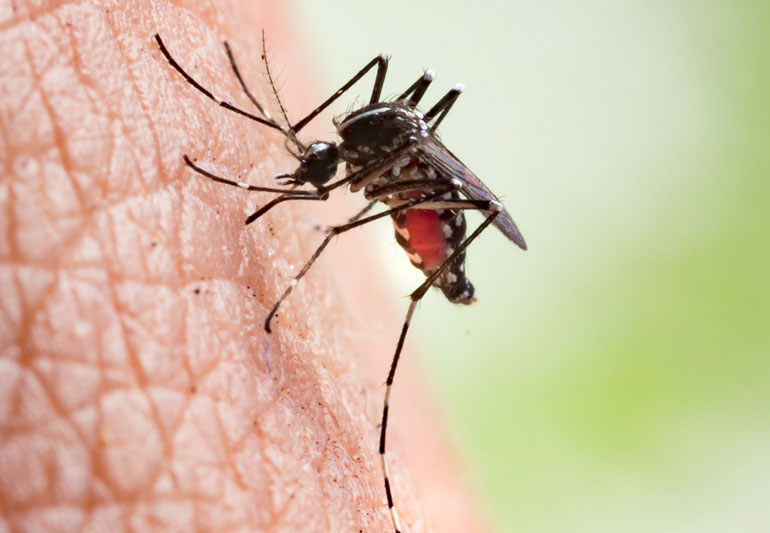 Como se livrar rapidamente de uma picada de mosquito: remover a vermelhidão