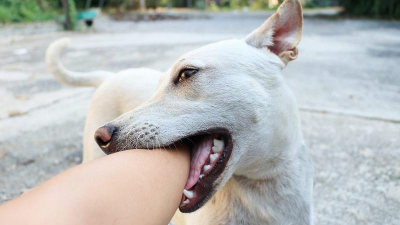 3. Apresente seu marido aos animais de estimação gradualmente