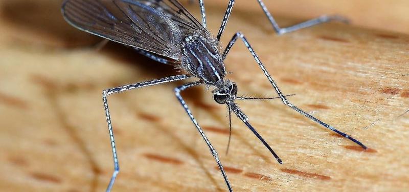 Dor, coceira, vermelhidão: como se livrar rapidamente da coceira após uma picada de mosquito