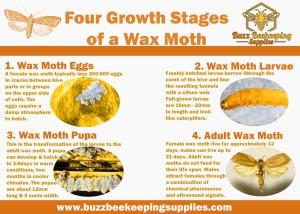 wax-moth-infographic-300x214-8930293-4218677