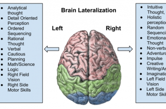 800px-brain_lateralization-8460458