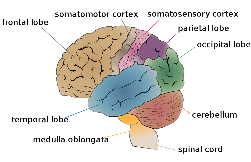 800px-cerebrum_lobes-svg_-8276275