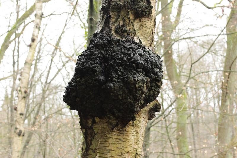 1280px-chaga_mushroom_-_inonotus_obliquus_40358524662-5116367